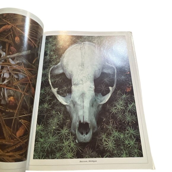 Audubon Nature Yearbook 1987 Book By Grolier Books Nature Photography & Wildlife - Picture 4 of 9